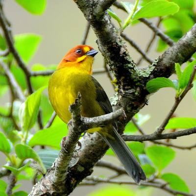 Fulvous-headed Bushfinch